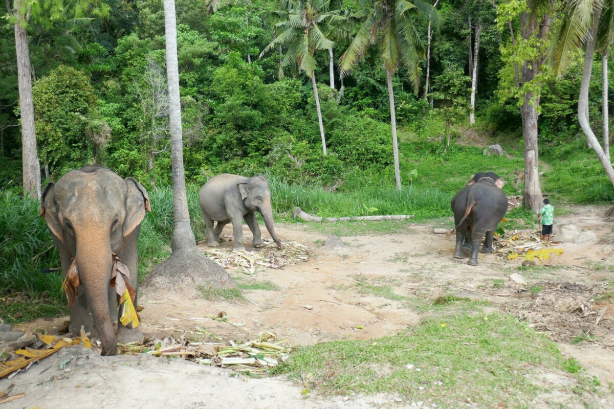 voir des éléphants à Koh Phangan