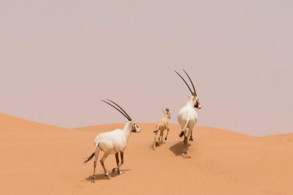reserve naturelle dubai