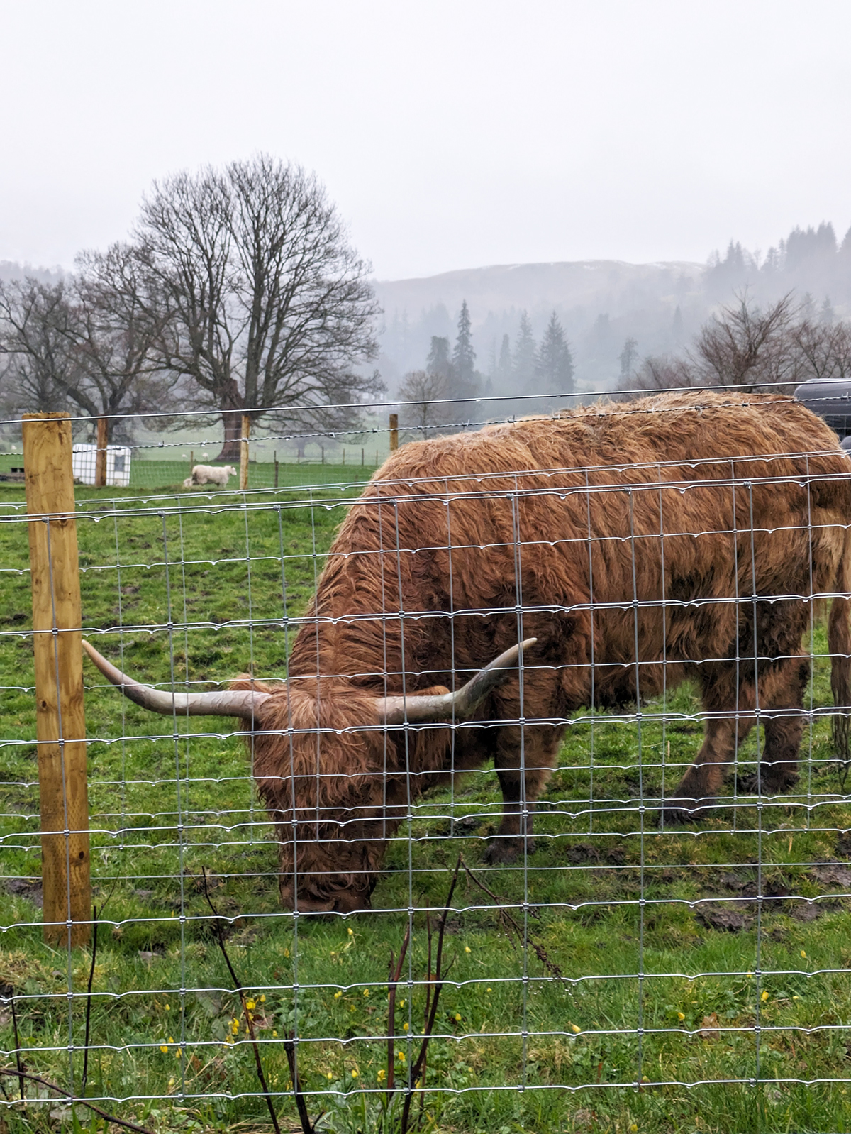 vache ecossaise
