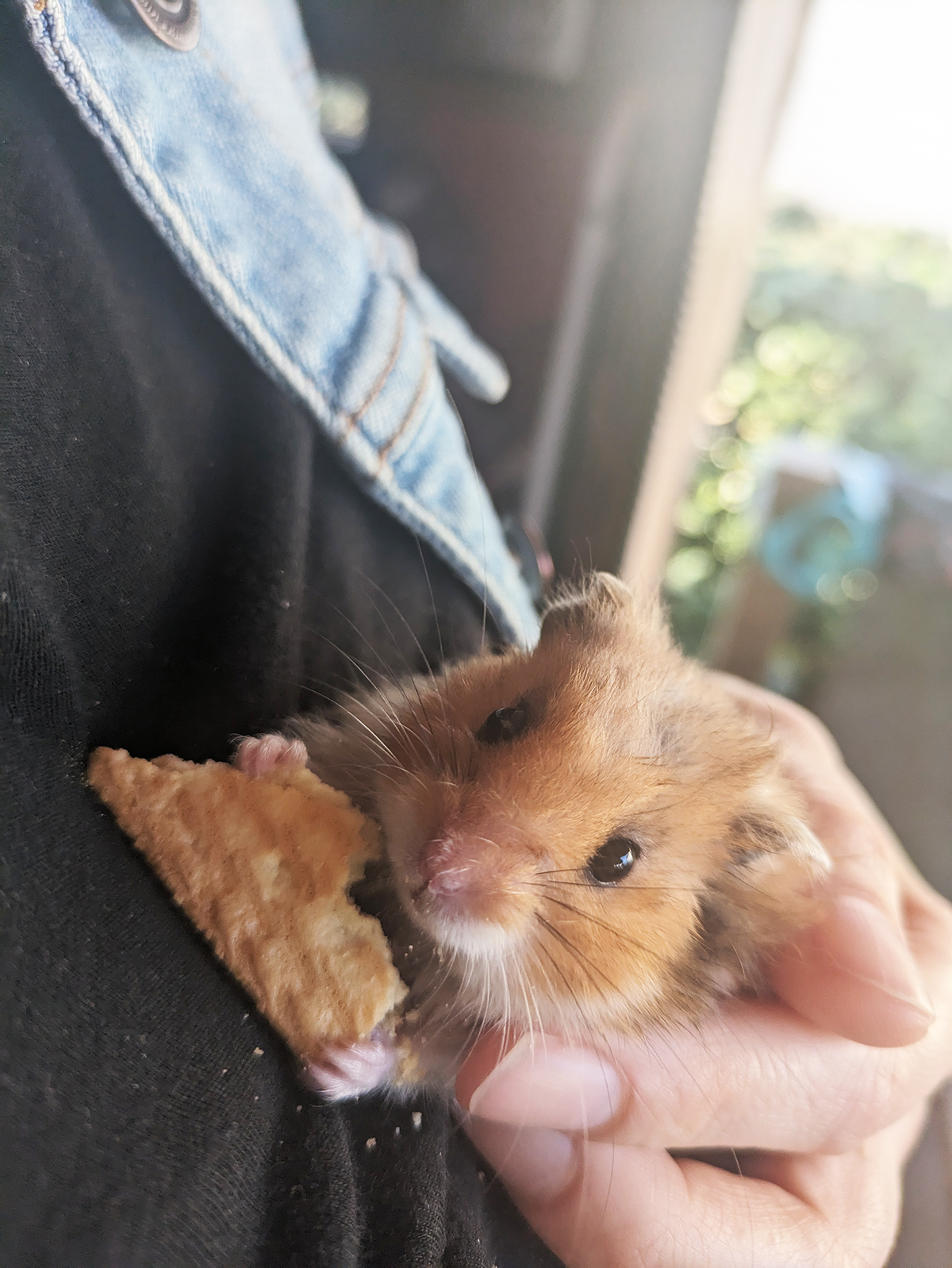 que donner à manger a un hamster