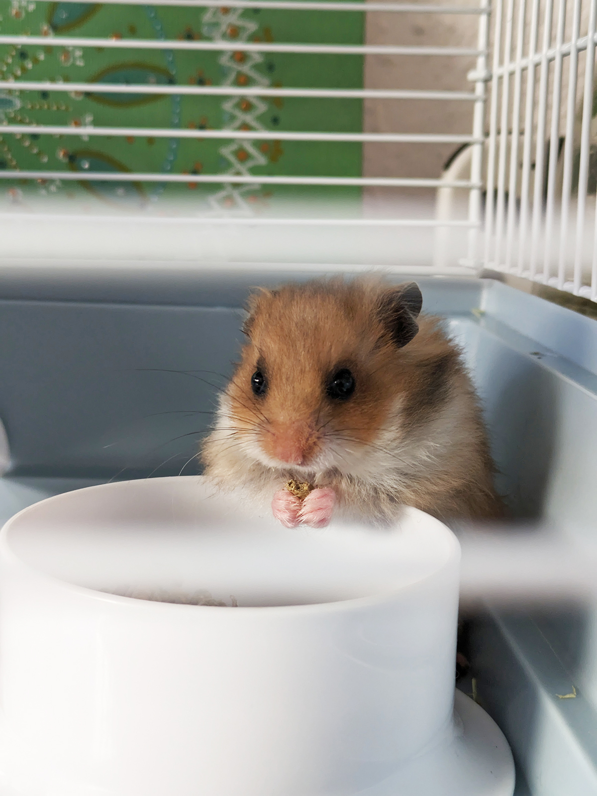 tout savoir sur les hamsters